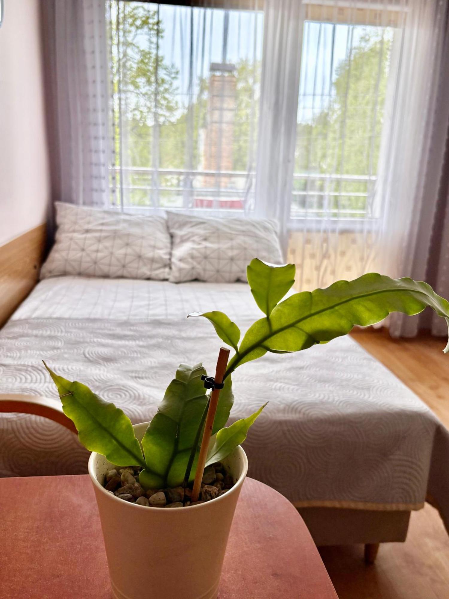 Fonica Bed and Breakfast Łeba Εξωτερικό φωτογραφία
